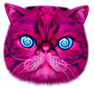 A bright pink cat face with hypnotic blue eyes
